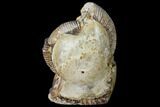 Ammonite (Perisphinctes) In Septarian - Madagascar #113663-1